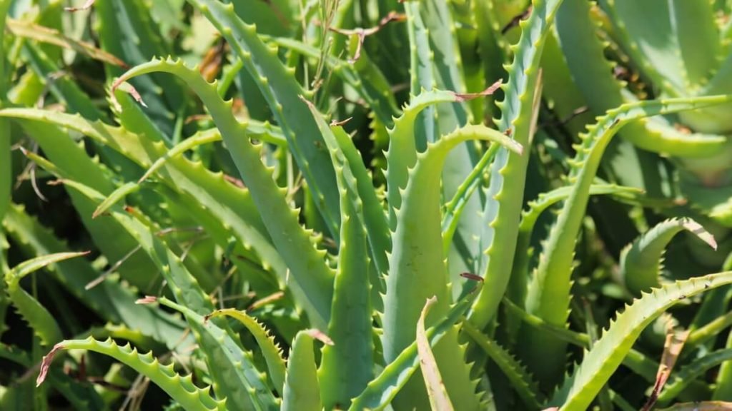 Aloe vera for face tanning